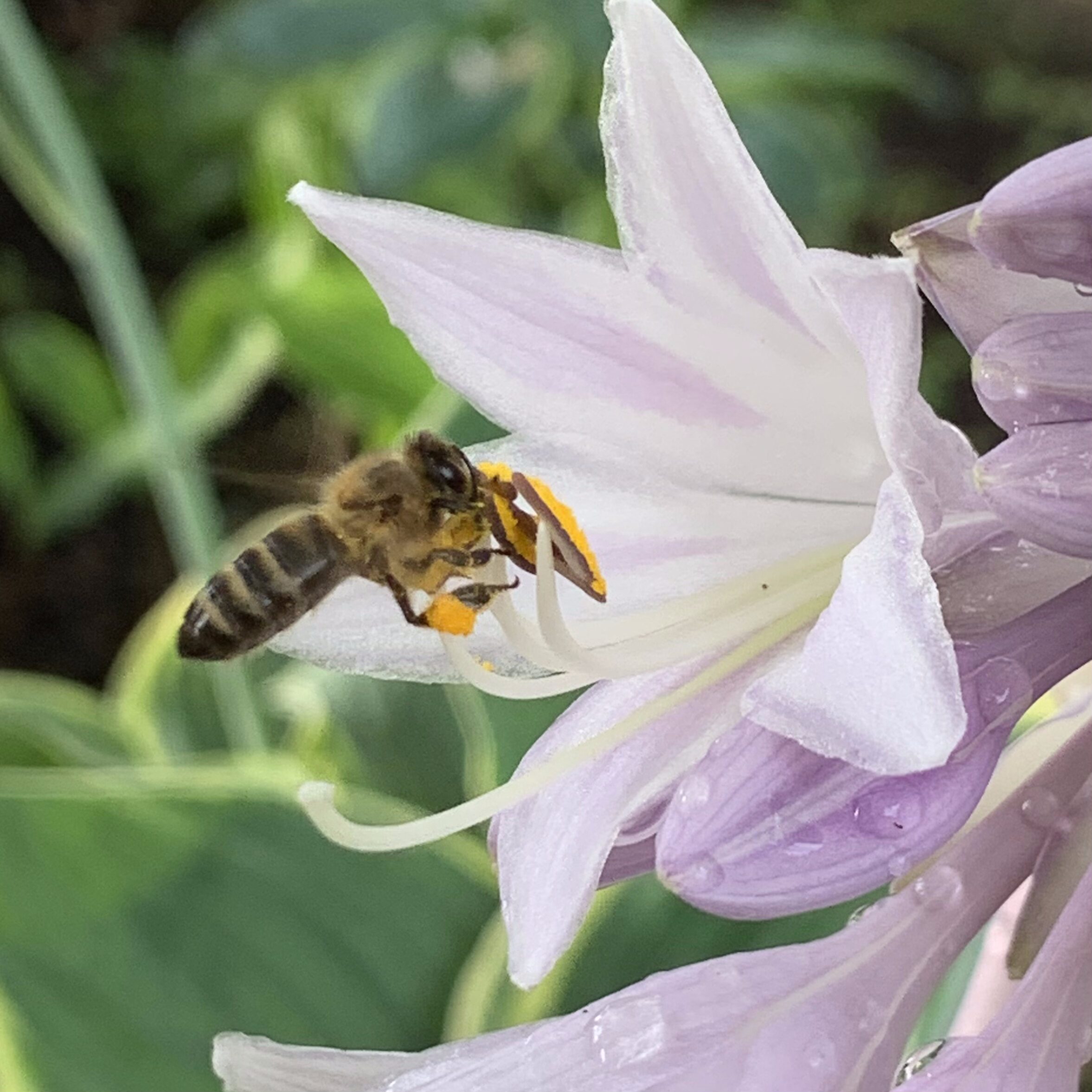 Honeybee On Flower